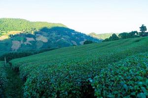 plantação de chá e plantação de chá verde foto