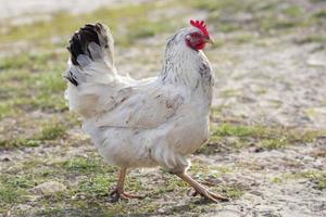 caseiro comum frango anda em por aí a quintal. foto