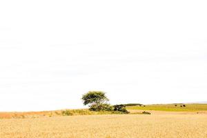 cênico rural panorama foto