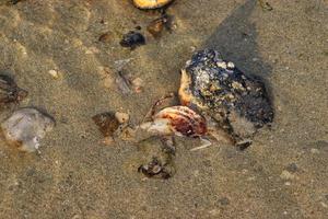 Concha dentro a mar areia, ao ar livre foto