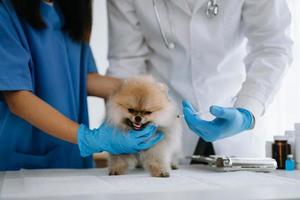 pomerânia cachorro obtendo injeção com vacina durante compromisso dentro uma veterinário clínica foto