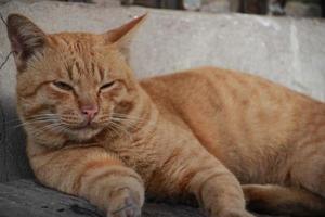 laranja gengibre sem teto rua disperso gato assistindo dentro sombra foto