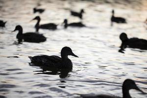 silhuetas do patos flutuando dentro a água. foto