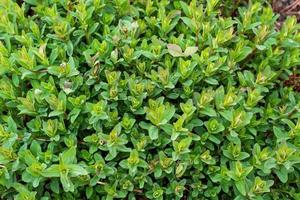 hypericum perfurado, st John's mosto, comum ou perfurar st erva-de-joão. medicinal plantas foto