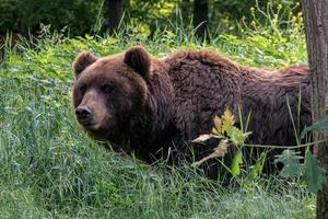 Castanho Urso dentro a floresta. Kamchatka urso, Ursus arctos beringianus foto