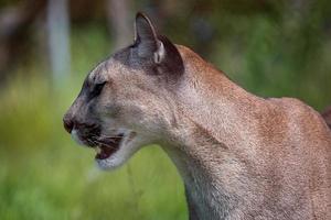 puma ou montanha leão, Puma concolor foto