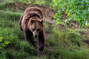 Castanho Urso Ursus arctos dentro a floresta foto