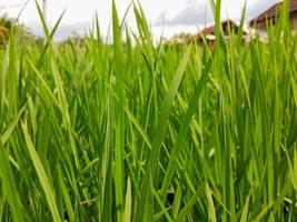 arroz campo panorama com crescendo arroz plantas, agricultura dentro Indonésia, Como uma grampo Comida fonte foto