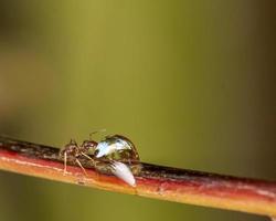 pequena formiga preta isolada em um galho bebendo água de uma gota d'água foto