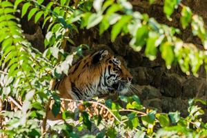 tigre descansando na sombra de perto foto