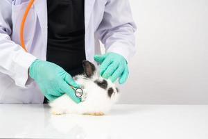 os veterinários usam o estetoscópio para verificar o coração e o pulmão do coelho fofo nas clínicas. conceito de saúde animal com um profissional em um hospital foto