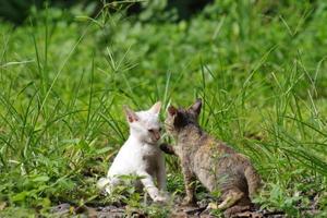 dois gatinhos estão jogando junto. foto