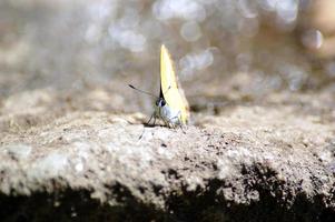 natural borboleta dentro a cascata a meio dia Sol cria uma lindo fundo bokeh. foto