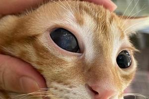 veterinário examinar em a olhos do uma gato dachshund. catarata olhos do gato. médico e saúde Cuidado do animal conceito. foto