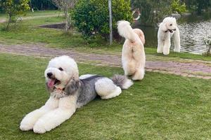 3 jovem cachorros cinzento e loiro jogando juntos dentro a parque. lá estão grande poodle real cachorro. cachorro procriar grande poodle foto