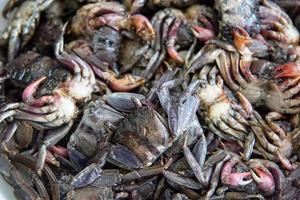 pequeno Preto caranguejo para cozinhando Comida foto