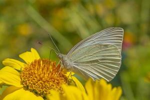 fechar acima do pequeno branco borboleta sentado em amarelo flor foto