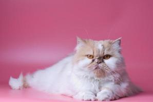 gato persa laranja e branco pele retrato adorável animal isolado a lado e senta em Rosa fundo foto