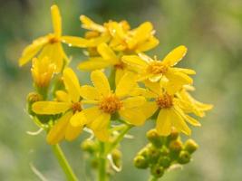 a amarelo Primavera floresce do senecio ampullaceus. foto