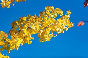 ginkgo biloba folhas brilhante amarelo em ramo árvore com azul céu às dia foto