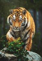 retrato detalhe do tigre siberiano foto