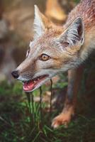 uma raposa corsac de perto foto