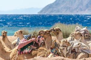 camelos deitados na areia foto