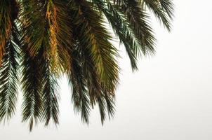 ramos de palmeira em um fundo branco foto
