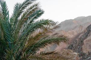 close-up de uma palmeira com montanhas ao fundo foto