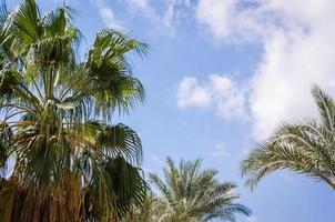 céu azul e palmeiras