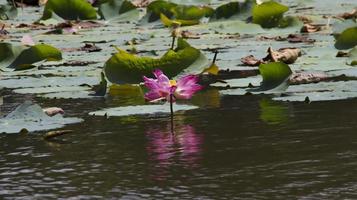 lótus flor ou nelumbo nucifera florescendo dentro a água e alguns lótus folhas. foto
