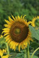 girassol cultivo às nascer do sol dentro a Vila campo, Bangladesh. foto