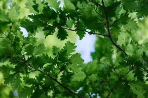 verde fresco folhas em a galhos do a carvalho fechar acima contra a céu dentro luz solar. Cuidado para natureza e ecologia, respeito para a terra foto