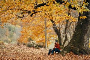 mulher modelo dentro suéter e jeans e chuteiras senta em a terra perto uma árvore dentro a parque caído folhas floresta foto