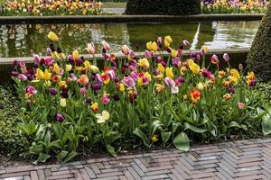 tulipas da primavera em um canteiro de jardim foto