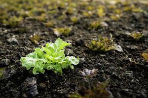 orgânico vegetal jardim crescendo legumes naturalmente sem prejudicial produtos químicos e pesticidas foto