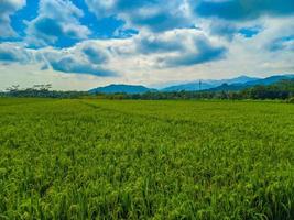 panorama do trigo campo Fazenda campo e azul céu. foto
