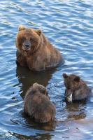mãe grisalho Urso com dois filhotes pega vermelho salmão peixe dentro rio foto