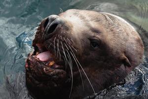 selvagem mar animal Steller mar leão nada dentro frio ondas pacífico oceano foto