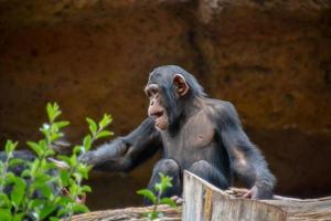 chimpanzé às a jardim zoológico foto