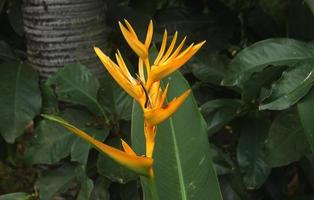 amarelo flor ou folha. fresco verde botânico folhas fundo foto isolado em panorama modelo. parques ou ao ar livre calmante temático imagem.