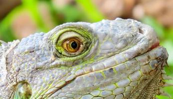 close-up dos olhos de uma iguana foto