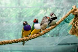 belos pássaros guldova amadina erythrura gouldiae sentado em um galho foto