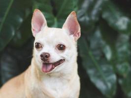 fofa Castanho curto cabelo chihuahua cachorro sentado em verde Relva dentro a jardim, olhando longe curiosamente. foto