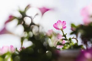 baixo ângulo Visão Rosa petúnia flor florescendo dentro uma jardim. foto