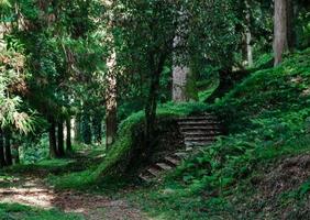 escadas em uma floresta