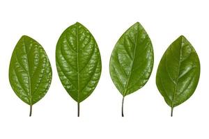 verde folhas coleção isolado em branco fundo foto