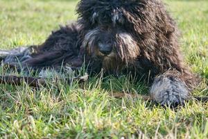 Preto goldendoodle deitado em a gramado com grudar. fiel companheiro, terapia cachorro foto