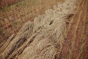colheita trigo agricultura Sol natureza Fazenda campo foto
