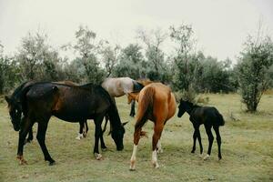 cavalos pastar em a Fazenda animais verão natureza sim foto